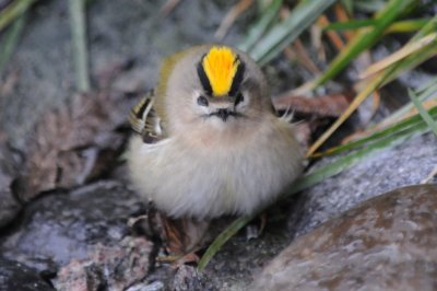 kungsfågel (Goldcrest), after collision w window, Ottenby