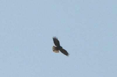 ormvråk (Common buzzard), Lindby