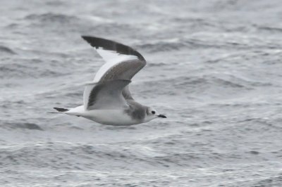 Tärnmås (Sabine's gull), juv, Ventlinge strand