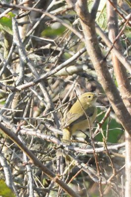 gransångare (Chiffchaff), Lindby