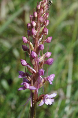 brudsporre land 2010 06 20