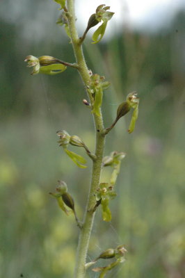 tveblad land 2010 06 20