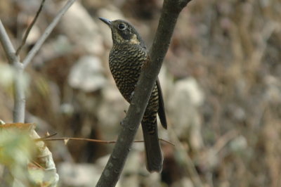 Chestnut-bellied rock thrush, female