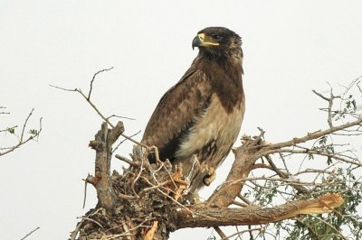Tawny eagle partial moult 2nd-3rd cal yr