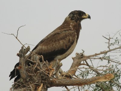 Tawny eagle partial moult 2nd-3rd cal yr