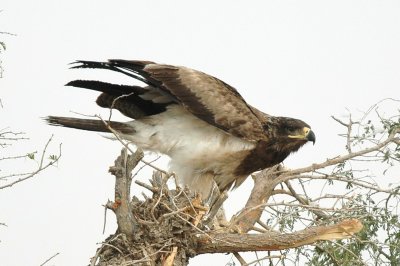 Tawny eagle partial moult 2nd-3rd cal yr