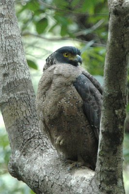 Crested serpent eagle , ad