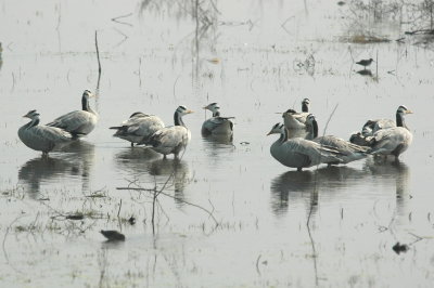 Bar-headed geese Barathpur
