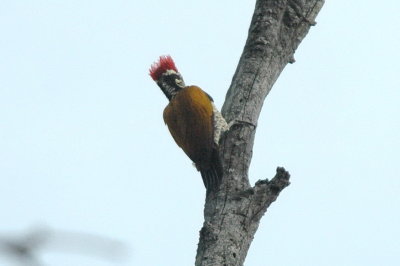 Black-rumped flameback Corbett