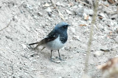 Blue-capped redstart Corbett