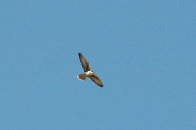 Laggar falcon, Jaisalmer NP