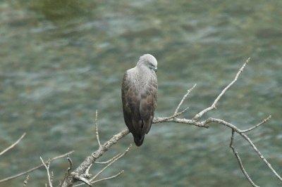 Lesser fish eagle, Corbett