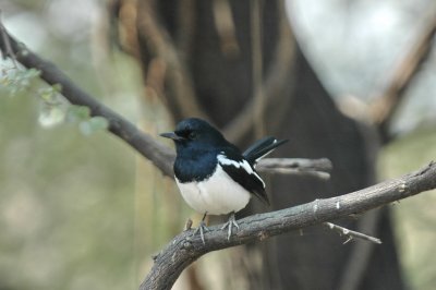 Magpie robin, Barathpur