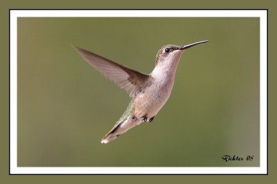 Ruby Throated hummingbird