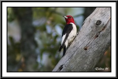 red_headed_woodpeckers