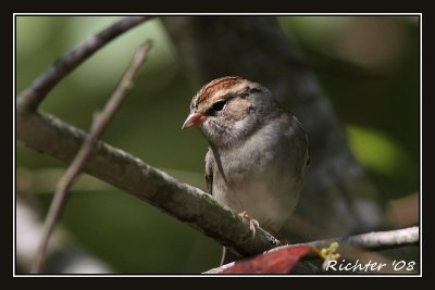 chipping_sparrow