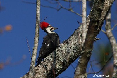 Pileated Woodpecker2 111108.jpg