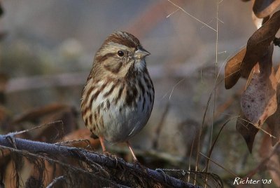 song_sparrows