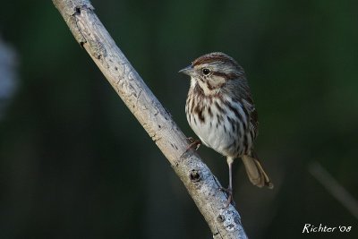 song_sparrows