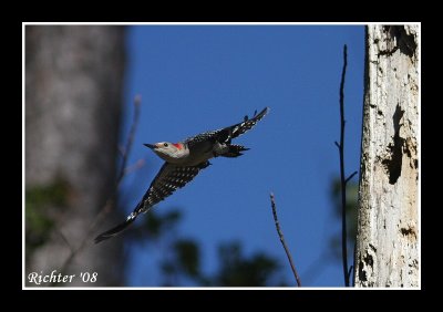 Red bellied Woodpecker in flight