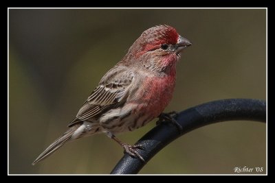 housefinch