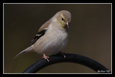 Goldie3.jpg