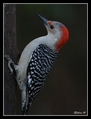 red_bellied_woodpeckers