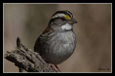 white_throated_sparrow