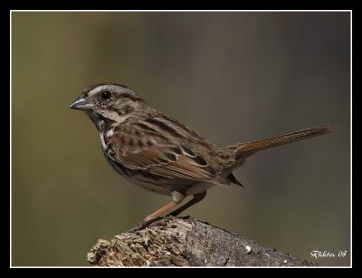 song_sparrow