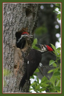 Pileated Woodpecker with babies.jpg