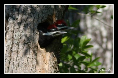 Pileated Twins