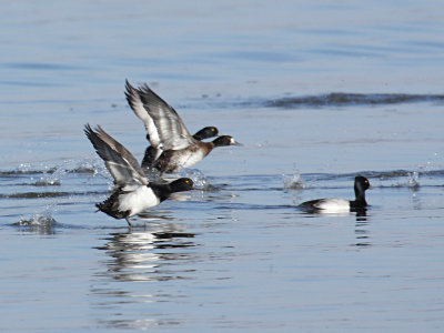Scaup on the Move
