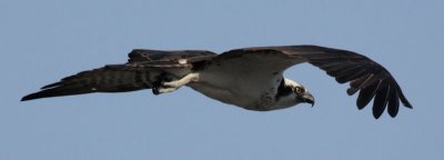 Osprey in Flight