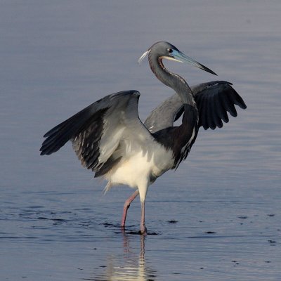 Tricolored Heron