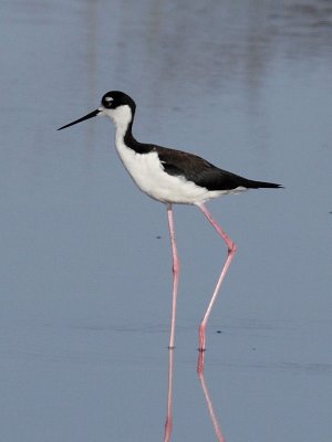 Black-necked Stilt