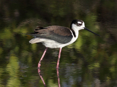 Black-necked Stilt