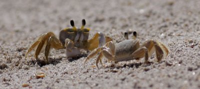 Beach Critters :-)