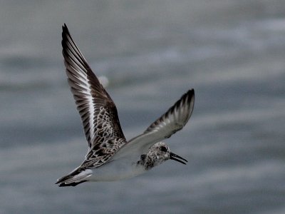 Sanderling in Flight