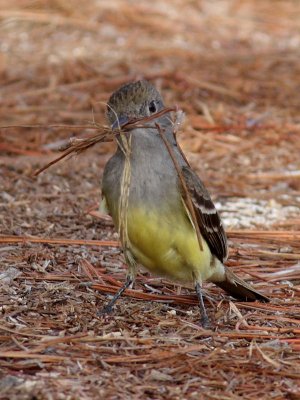 Great Crested Flycatcher