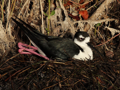 Black-necked Stilt Nesting