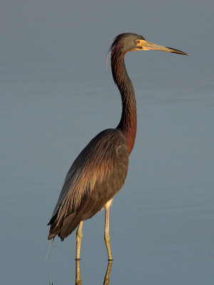 Tricolored Heron