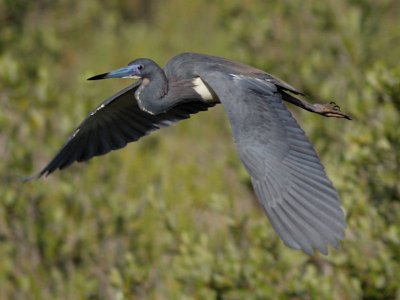 Tricolored Heron in Flight
