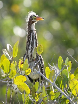 Green Heron (juvenile)