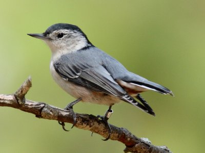 White-breasted Nuthatch