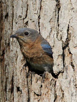 Eastern Bluebird