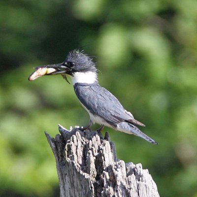 Belted Kingfisher