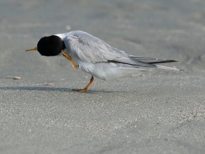 Least Tern Showing Off