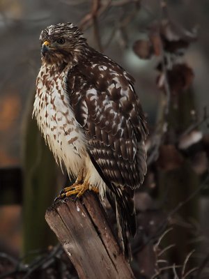 Red Shouldered Hawk - Juvenile