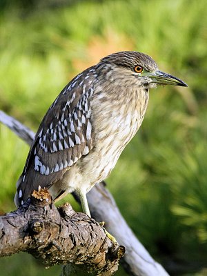 Black-crowned Night Heron - Juvenile