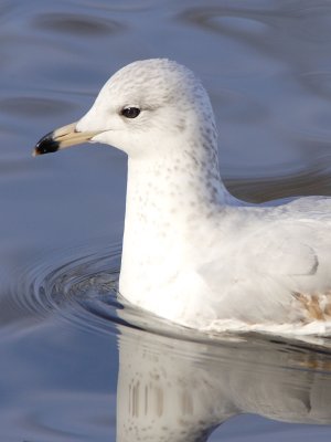 Ring-billed Gull Close-up